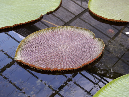 Lotus leaves with thornの写真素材