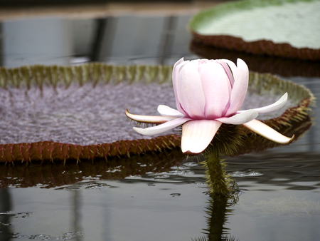 Lotus blossom with thornの写真素材