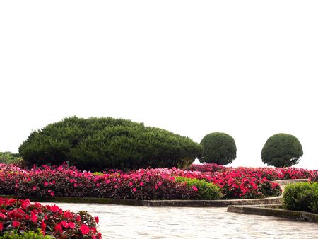 Flower garden in isolatedの写真素材
