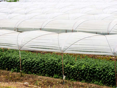 Organic agriculture in conservatoryの写真素材