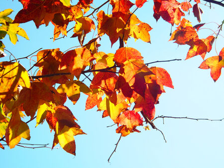 Yellow leaves in the blue skyの写真素材