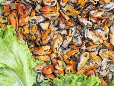 Fresh mussel, seafood ingredientの写真素材