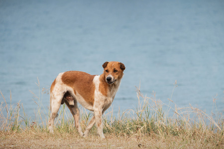 Dog near the lakeの写真素材