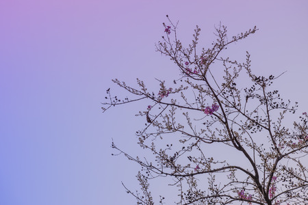 Treetop in the skyの写真素材