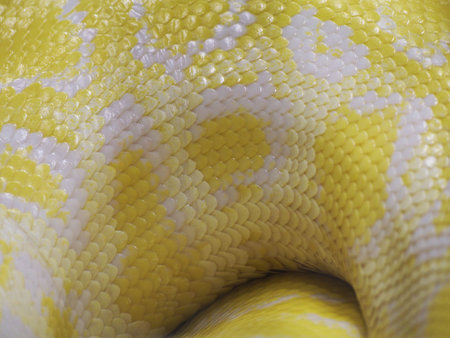 Yellow snake texture