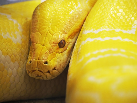 Yellow snakeの写真素材