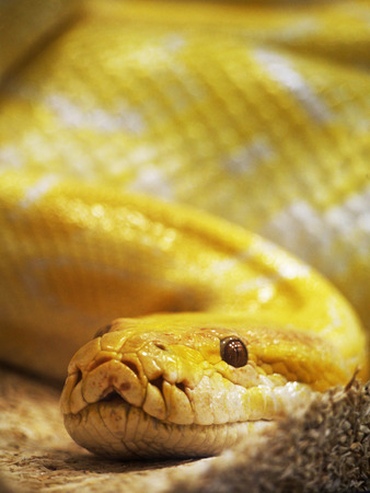 Yellow snakeの写真素材