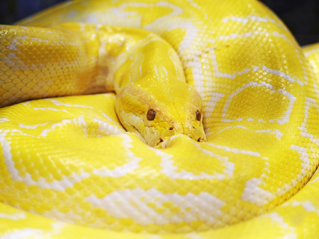 Yellow snakeの写真素材