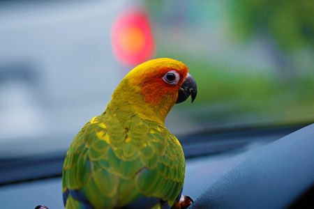Sun Conureの写真素材
