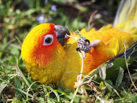 Sun Conureの写真素材
