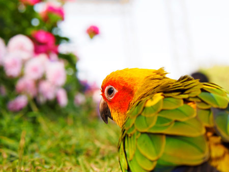 Sun Conure