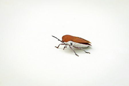 Brown Beetleの写真素材