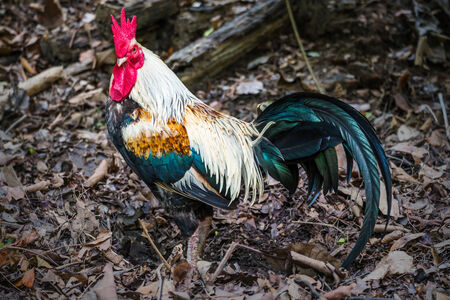 Beautiful roosterの写真素材