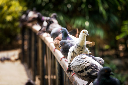 Free flying pigeonの写真素材