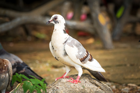 Free flying pigeonの写真素材