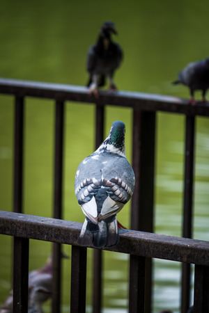 Pigeon in natureの写真素材
