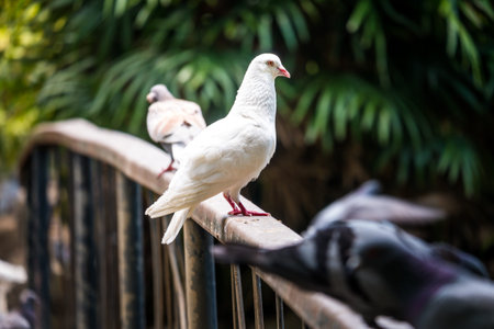 Pigeon in nature