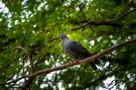 Pigeon in natureの写真素材