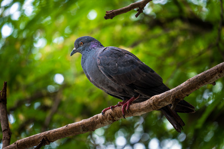 Pigeon in natureの写真素材