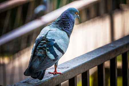 Pigeon in natureの写真素材