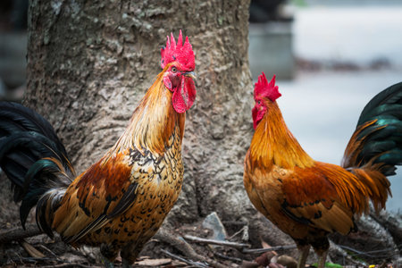 Rooster on the ground