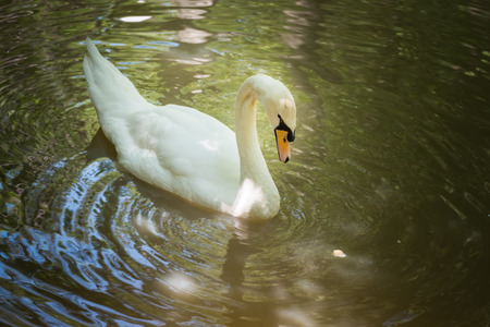 Swan in the waterの写真素材