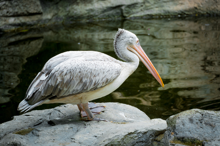 Pelican in natureの写真素材