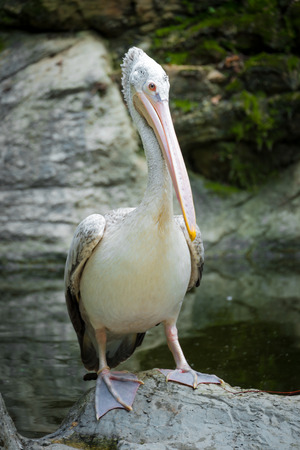 Pelican in natureの写真素材