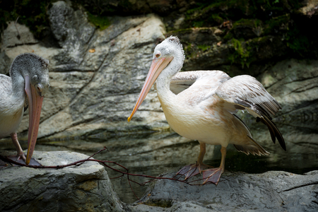 Couple of Pelicanの写真素材