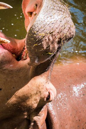 Hippopotamus