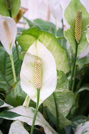 White Anthuriumの写真素材