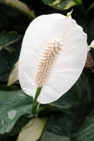 White Anthuriumの写真素材