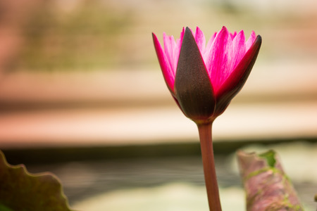 Beautiful waterlily in lake of peaceの写真素材