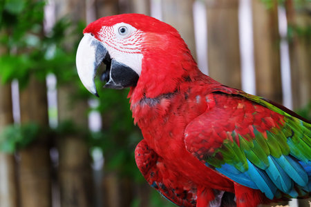 Beautiful Macaw On The Branch
