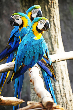 Beautiful Macaw On The Branchの写真素材