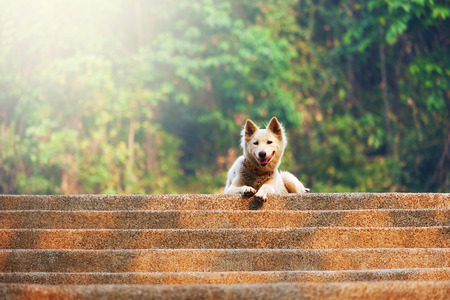 Fluffy White Dogの写真素材