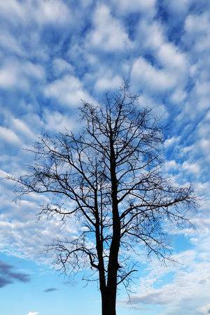 silhouette tree on the blue sky backgroundの写真素材