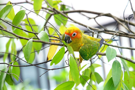Lovely Sun Conure bird