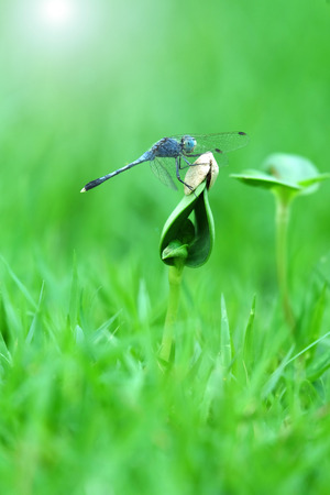 Beautiful dragonfly on the shootの写真素材