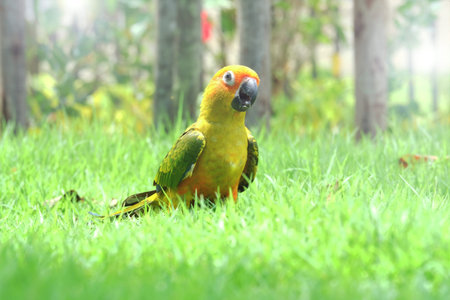 Lovely Sun Conure bird on the Meadow