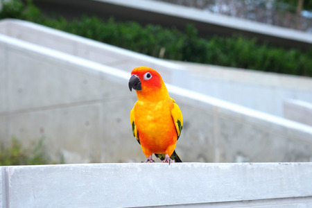 Cute Sun conure in lovely postureの写真素材