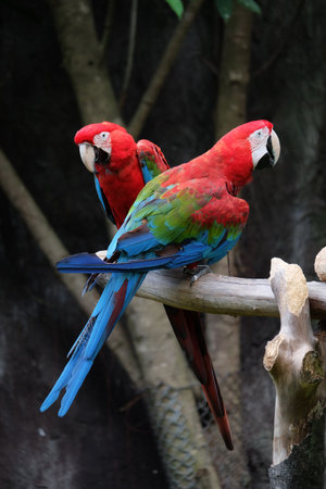 Lovely macaws on the branch