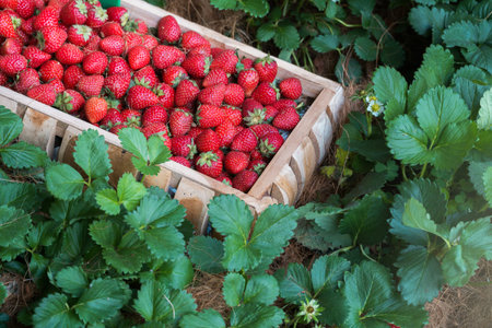 Strawberries in the wooden basket with plantの写真素材