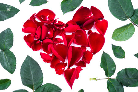 Red heart from the rose leaves in white background