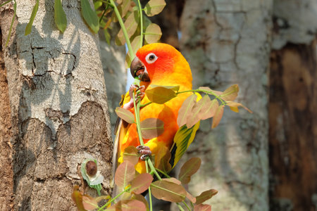 Lovely colorful Sun Conure parrot in the nature