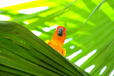 Lovely colorful Sun Conure parrot in the natureの写真素材