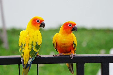 Sun conure parrotの写真素材
