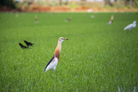 Javan Pond Heron in natural rice farmの写真素材