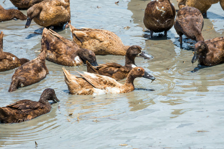 Ducks in the waterの写真素材