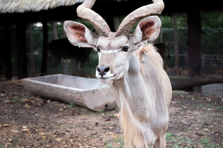 greater kudu standing outdoorの写真素材